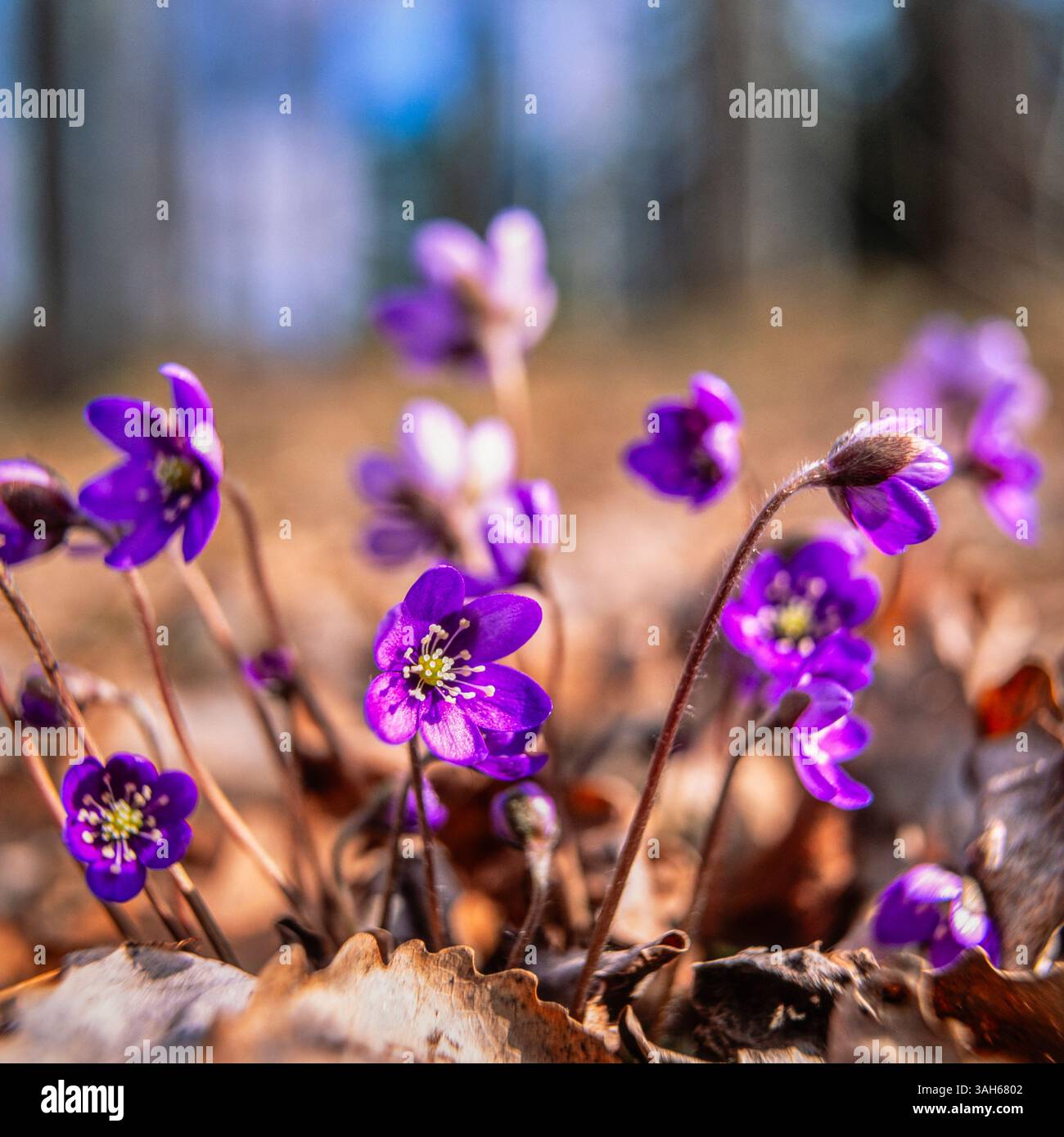 Anemone hepatica Stock Photo