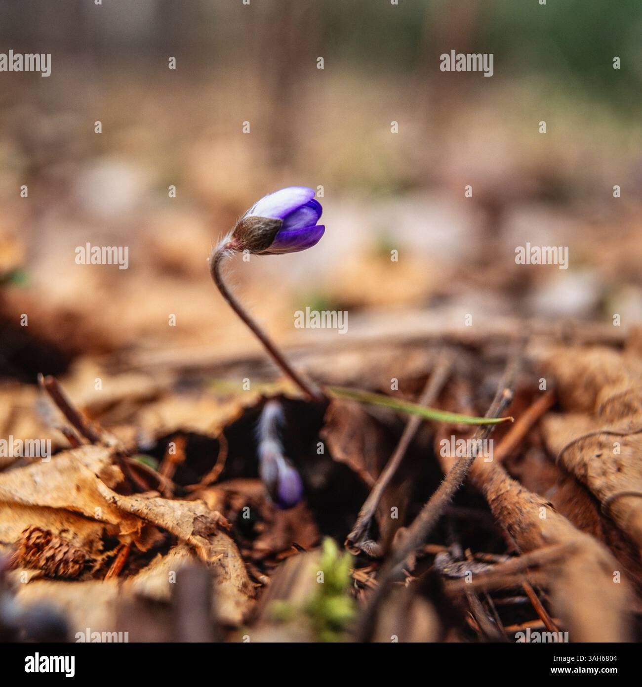 Anemone hepatica Stock Photo