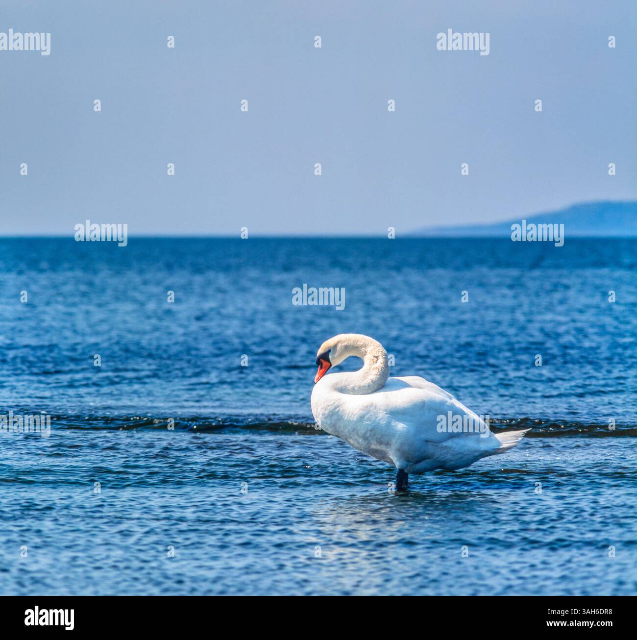 Mute swan Stock Photo