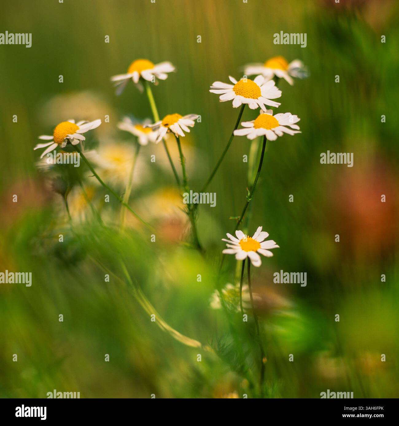 Scentless mayweed Stock Photo