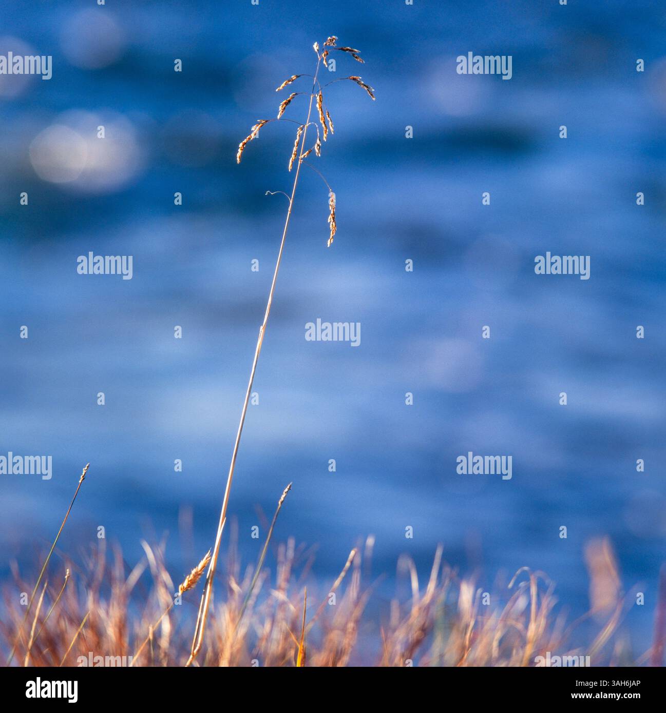 Grass straw Stock Photo