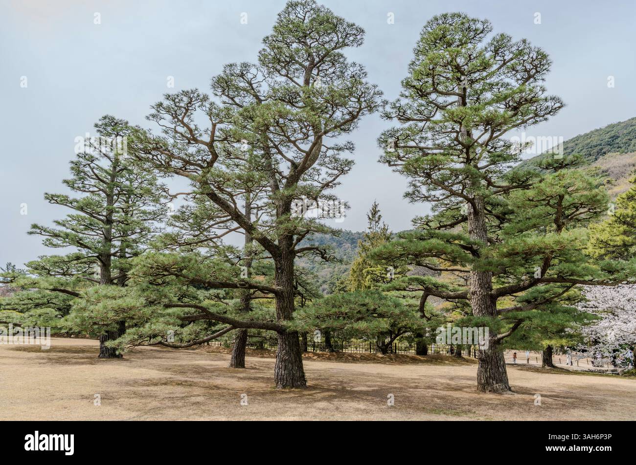 Japanese pine trees hi-res stock photography and images - Alamy