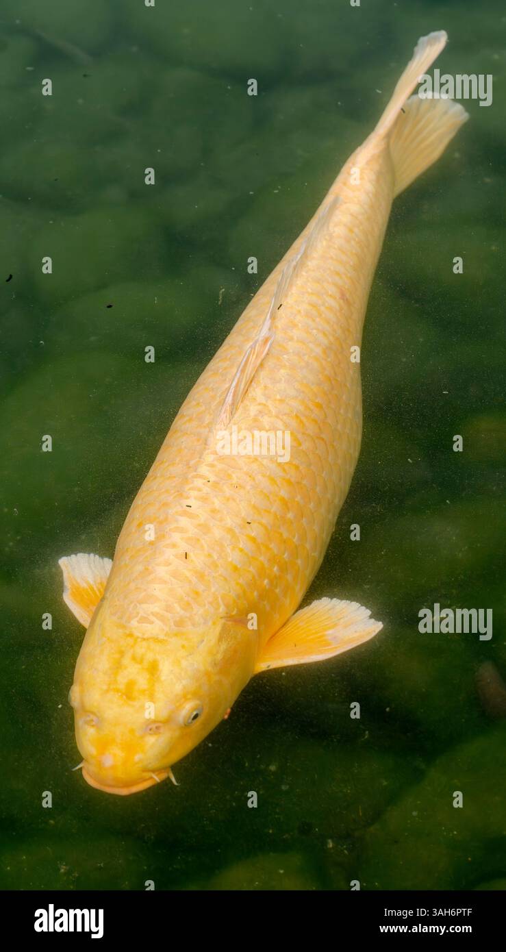 A colorful koi (carp) swims in a pond at Ritsurin Garden in Takamatsu, Kagawa Prefecture, Japan. Stock Photo