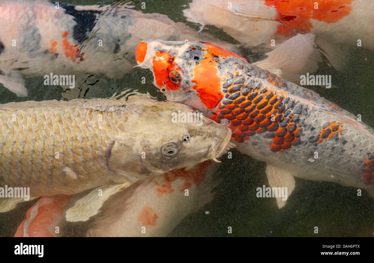 Colorful koi (carp) swim in a pond at Ritsurin Garden in Takamatsu, Kagawa Prefecture, Japan. Stock Photo