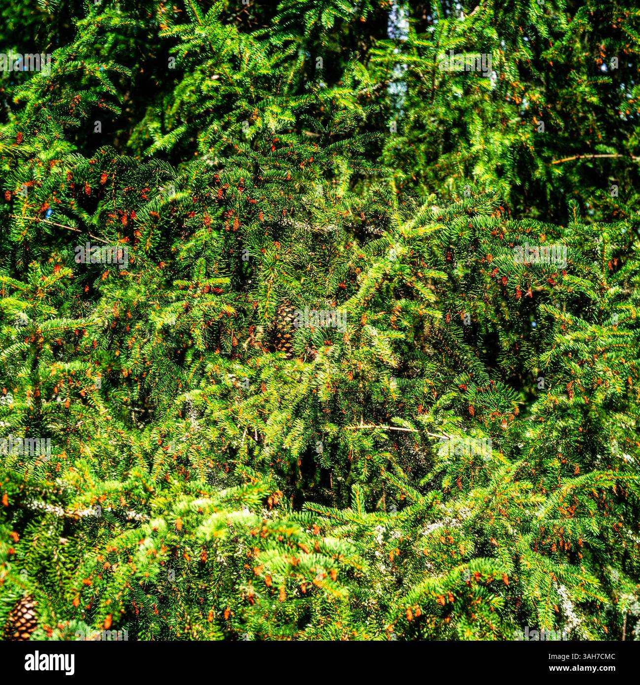 Spruce Stock Photo
