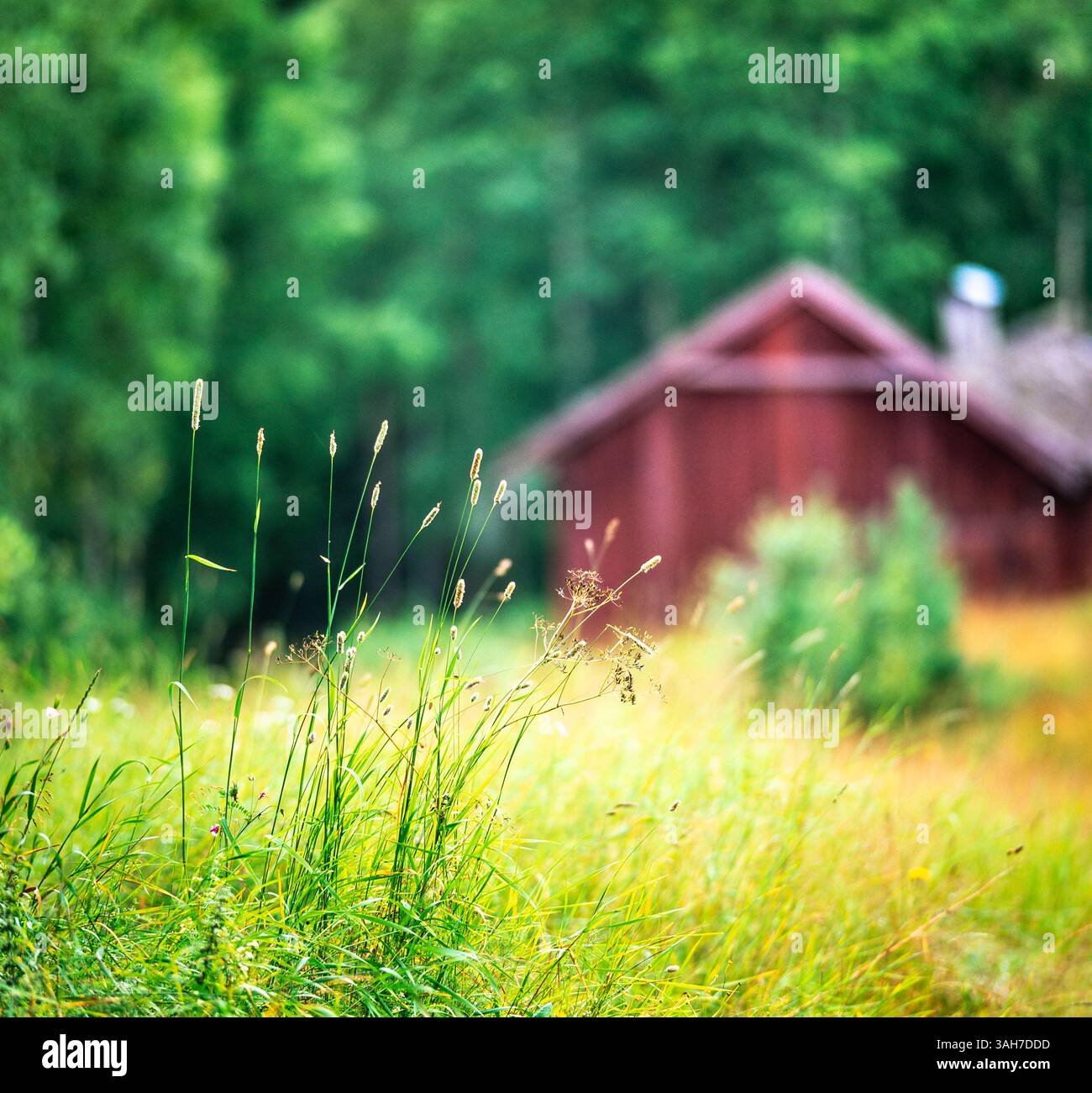 Grass and old barn Stock Photo