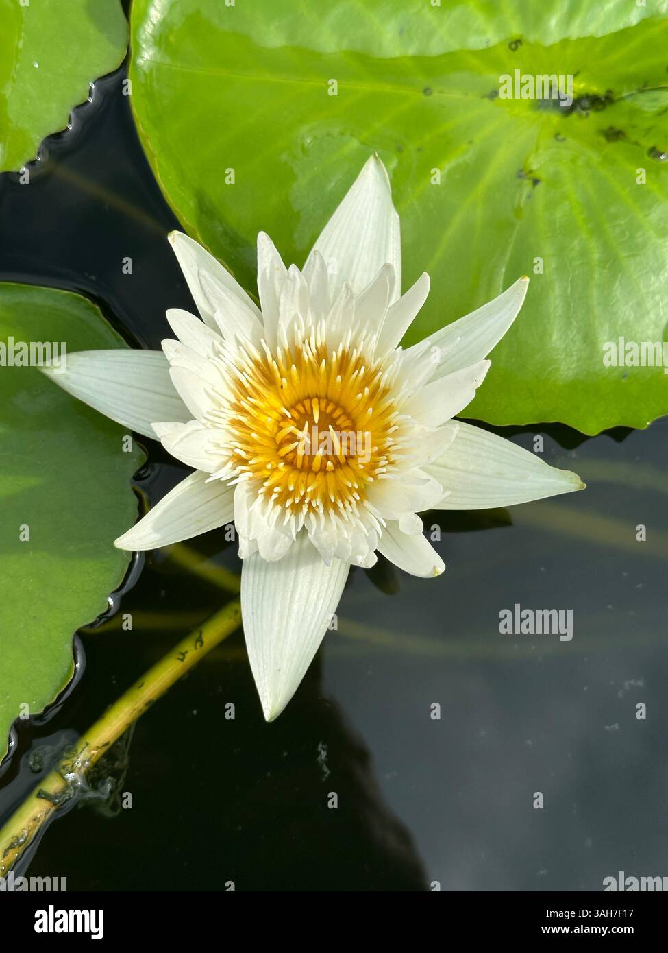 A radiant water lily, its pristine white petals and golden center elegantly displayed. Nymphaea White Colorata. - Smartphone Captured Stock Image