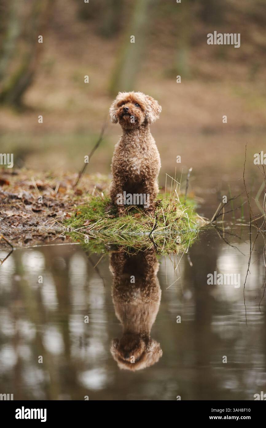 Miniature Poodle Stock Photo