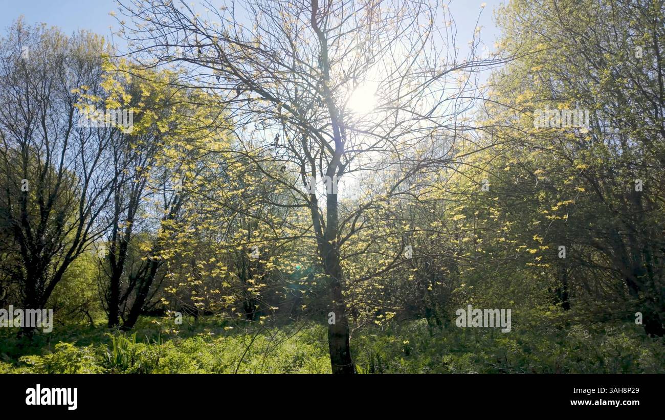 Sunlight streams through budding trees hi-res stock photography and ...
