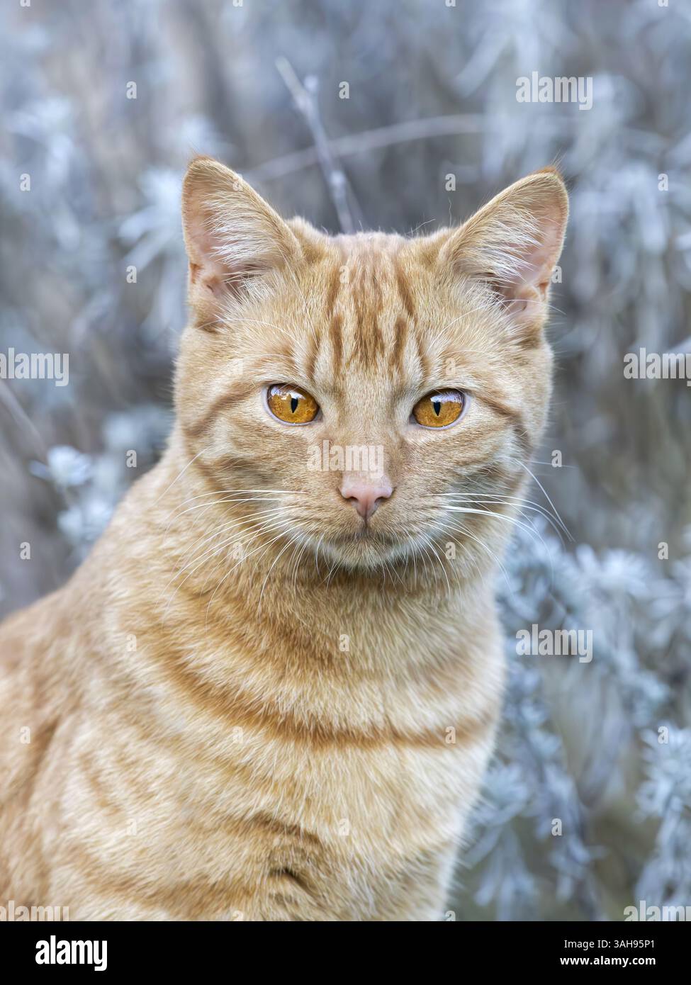 British shorthair cross hi-res stock photography and images - Alamy, image size:975x1390