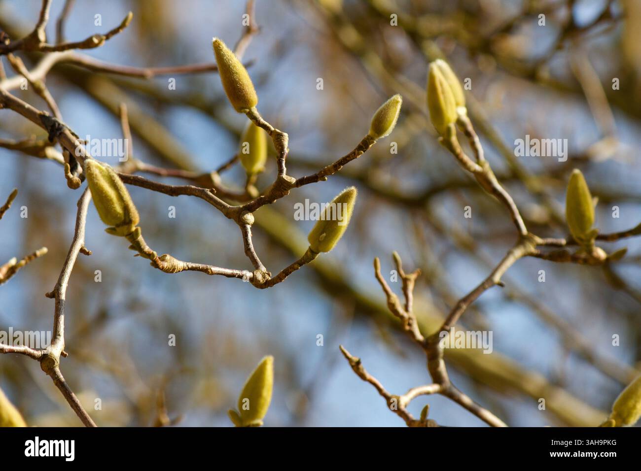 spring awakening: Magnolia buds reaching for the light Stock Photo - Alamy