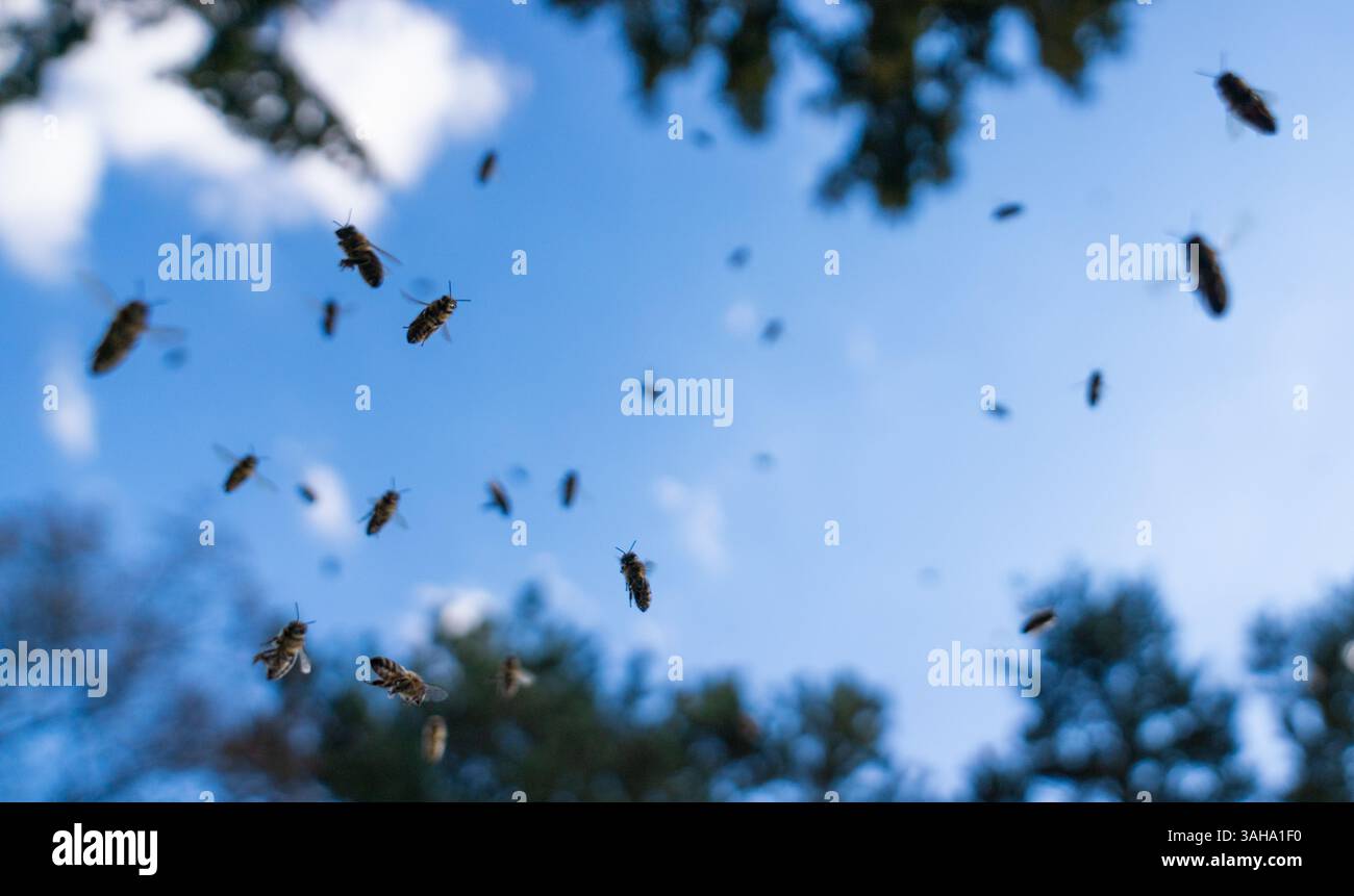 Berlin, Germany. 04th Apr, 2025. Honey bees (Apis) fly to their hive ...