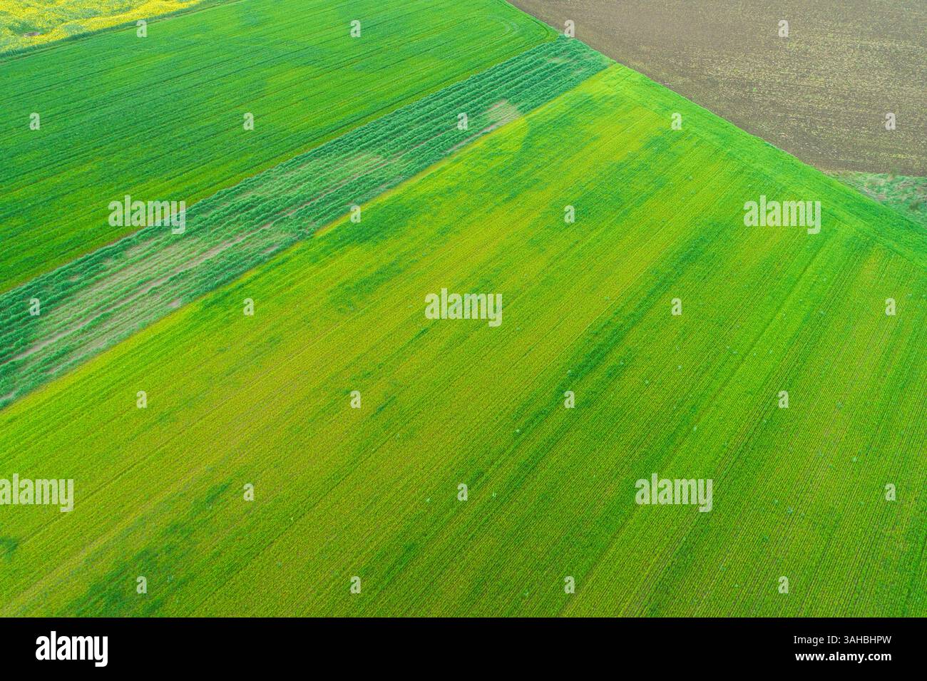 abstract farm landscape, green patterns from above. Aerial drone view. Agriculture concept background texture Stock Photo