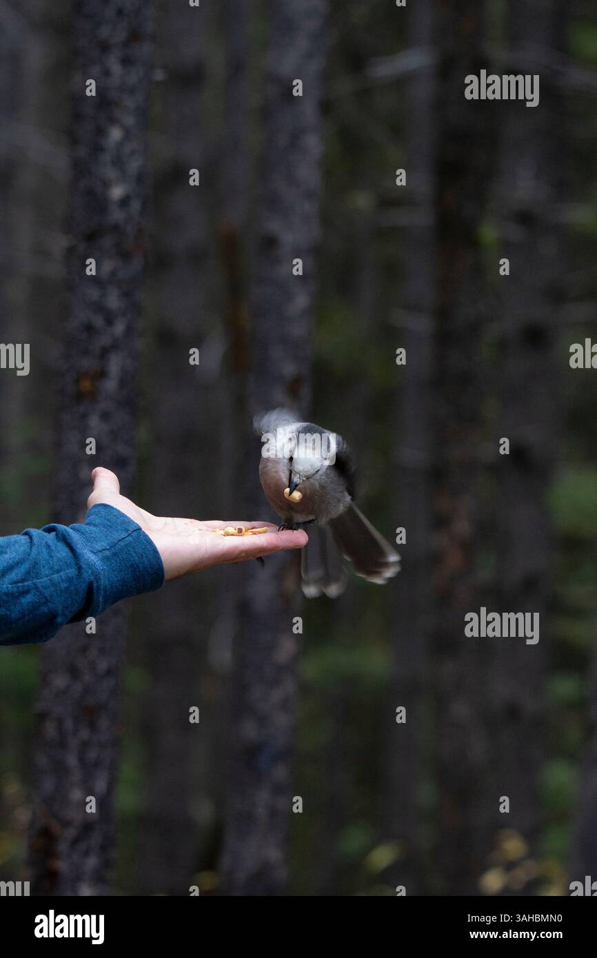 A close up of a Canada's National Bird, the Grey Jay perched on a ...