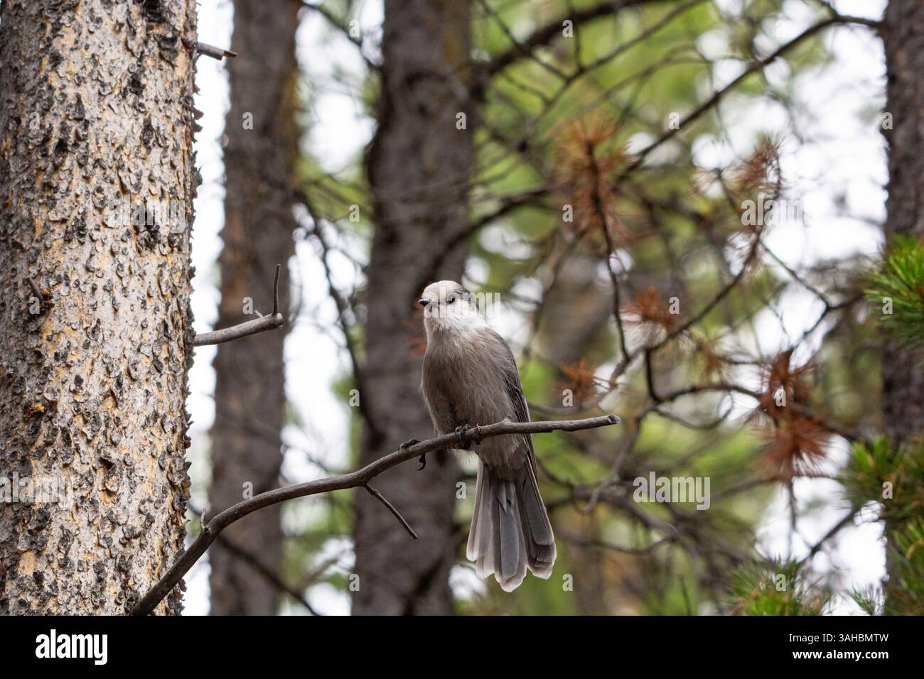 A close up of a Canada's National Bird, the Grey Jay perched on a ...