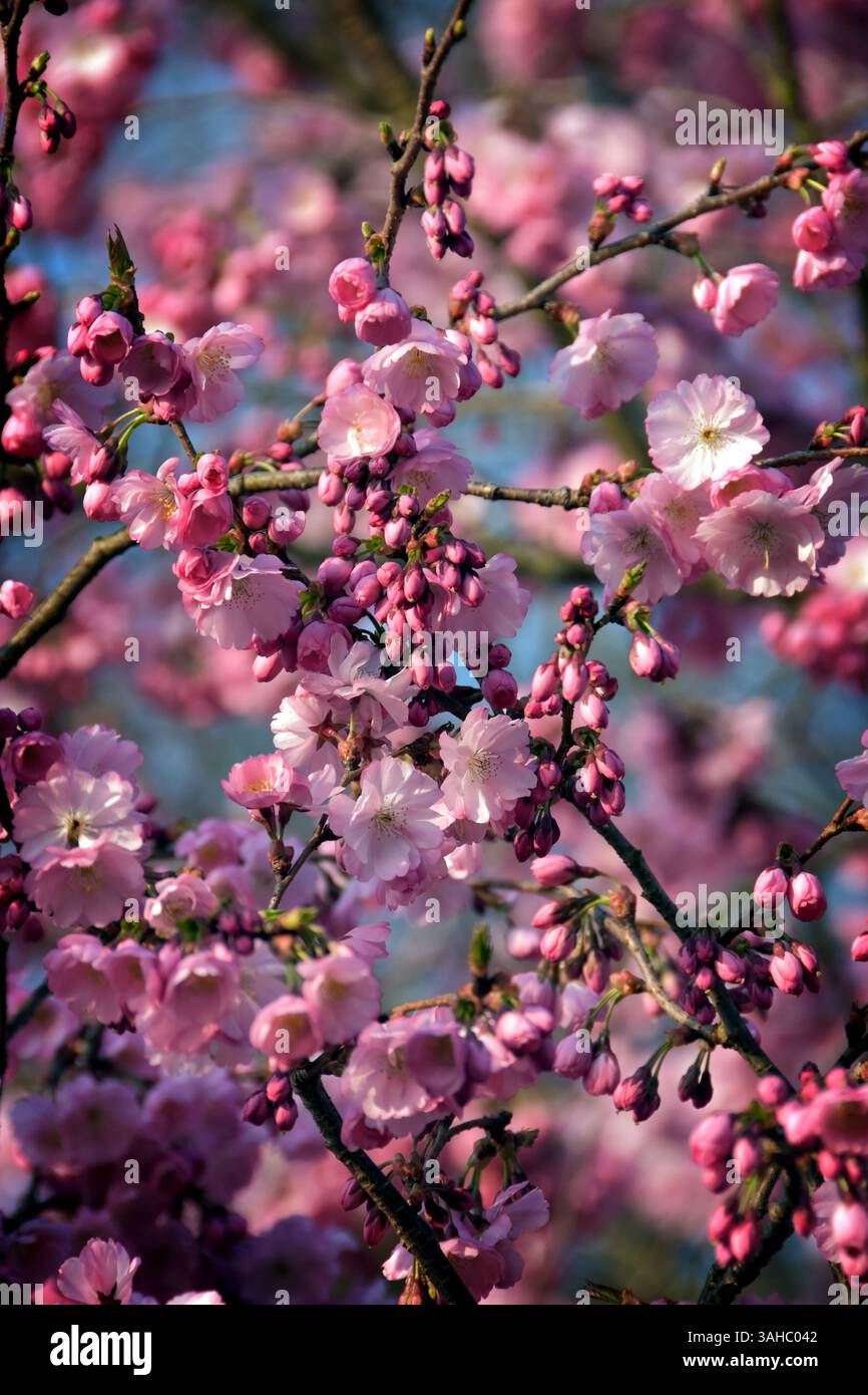 Cherry Blossom Stock Photo