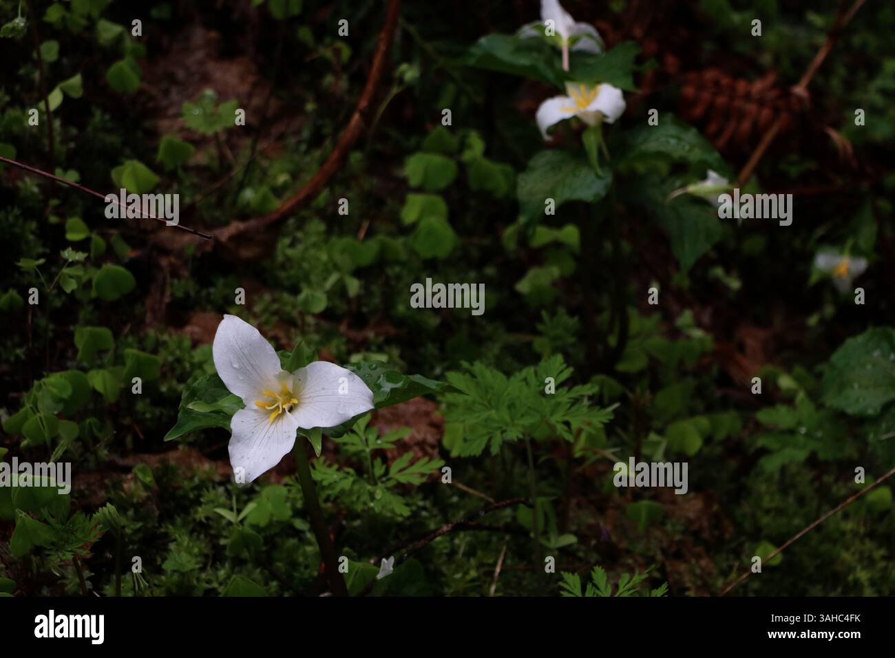 A white pacific trillium flower, Trillium ovatum, with a dark background featuring green leaves. taken on the Wahkeena Falls loop trail Stock Photo