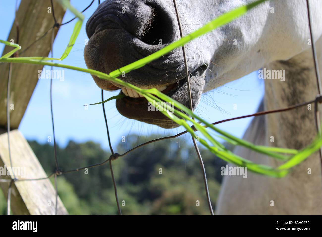 White horse eating grass through fence Stock Photo - Alamy - Free Methods For Preventing Horse Grass Eating Outdoors