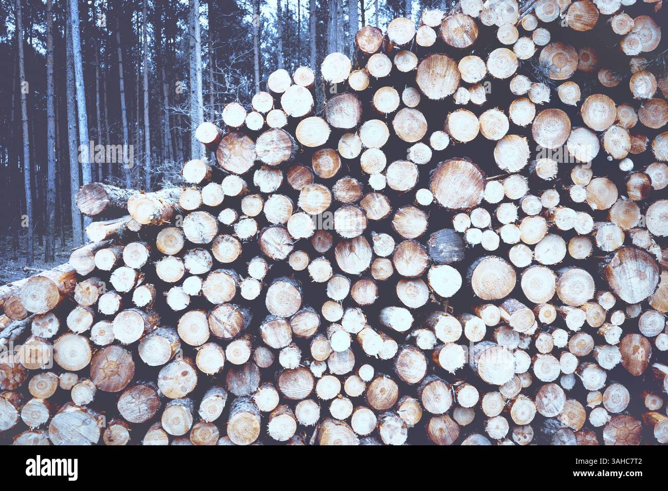 Tree trunks stacked in the forest. Ecology, deforestation, global warming concept. Stock Photo