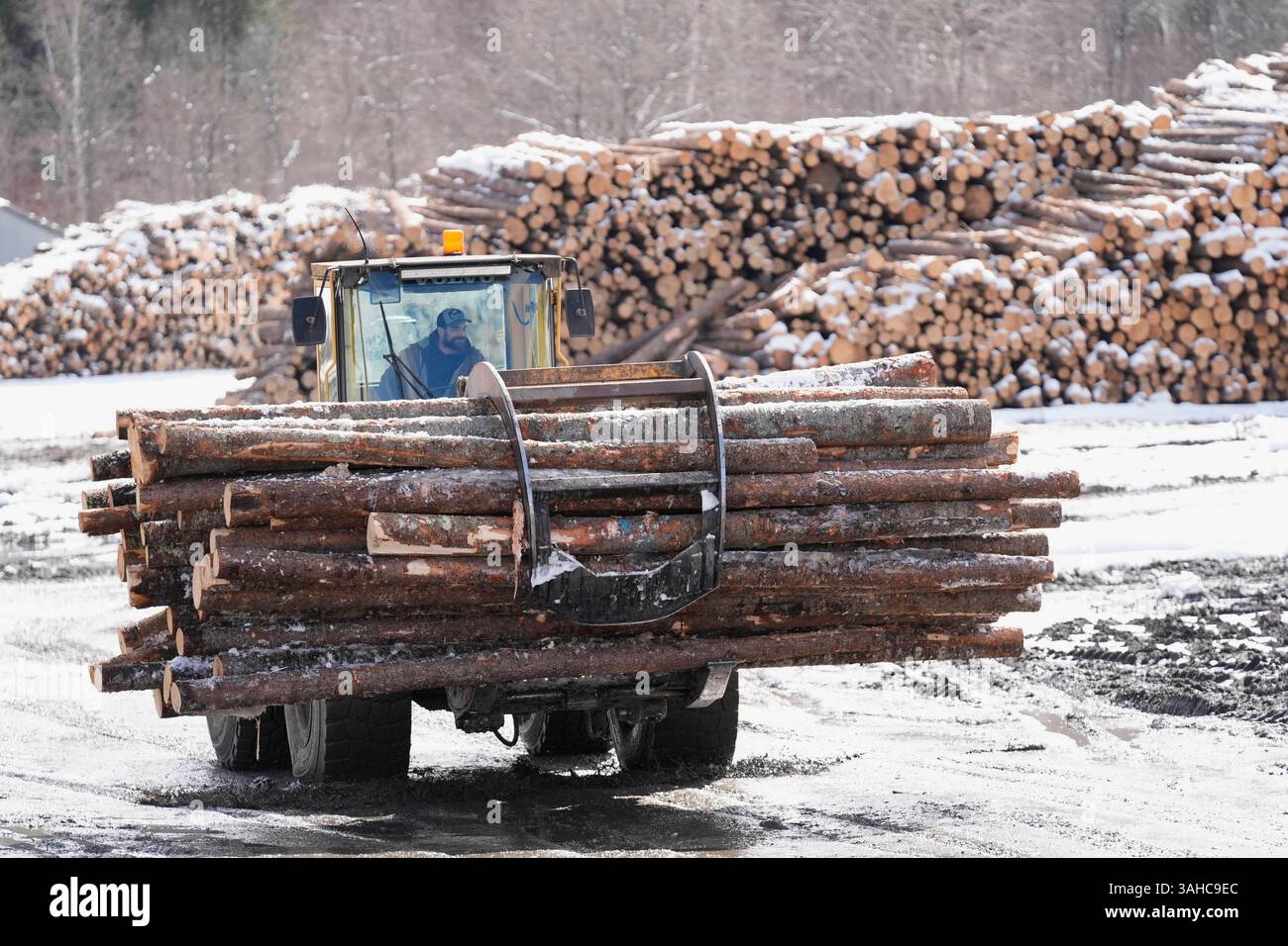 Vincent Routhier transports softwood logs at the Marcel Lauzon sawmill ...