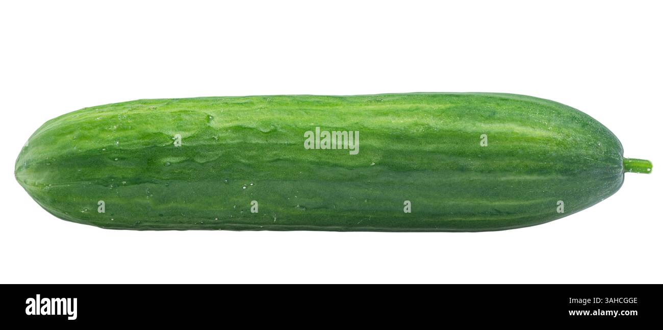 One smooth cucumber isolate on white. Vegetable, cucumber Stock Photo