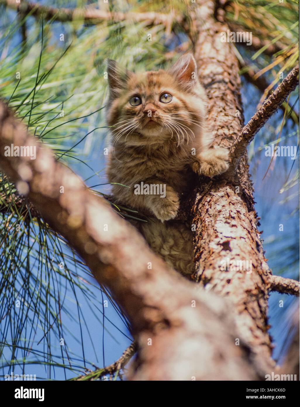 Baby tabby hi-res stock photography and images - Alamy