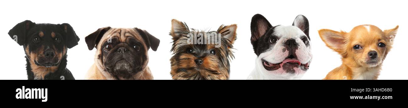 Adorable dogs peeking out against white background Stock Photo - Alamy