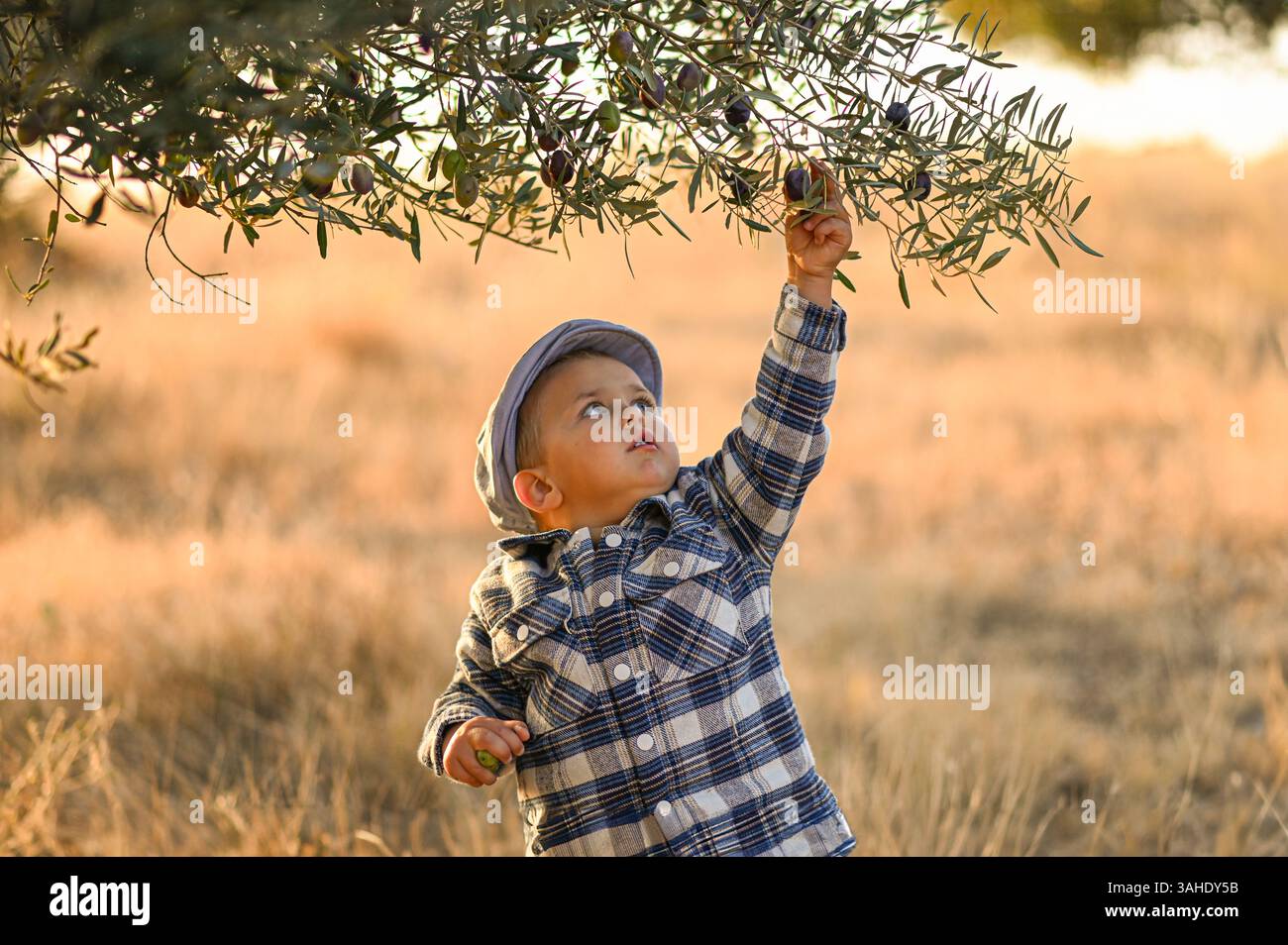 Vintage-dressed boy harvests olives at sunset in a rustic field. Golden light, nostalgic rural atmosphere, and childhood in nature captured in warm ev Stock Photo