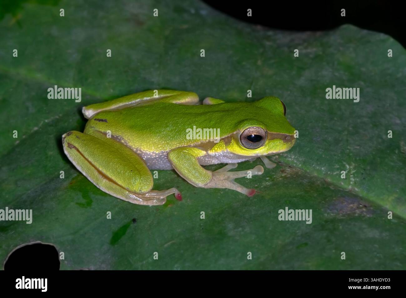 Cascade Stream Frog (Ranoidea pearsoniana) on leaf at night Stock Photo