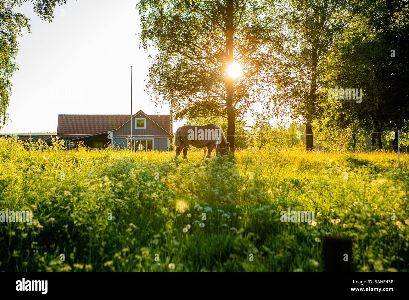 Horse in sunlight on summer meadow Stock Photo - Alamy