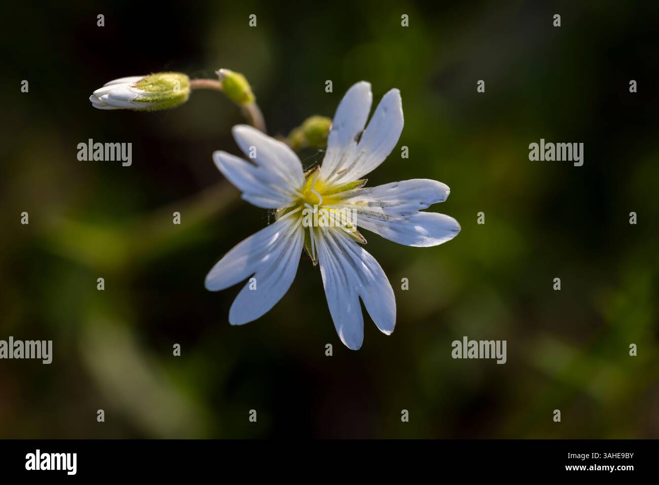 Field mouse ear cerastium arvense hi-res stock photography and images ...