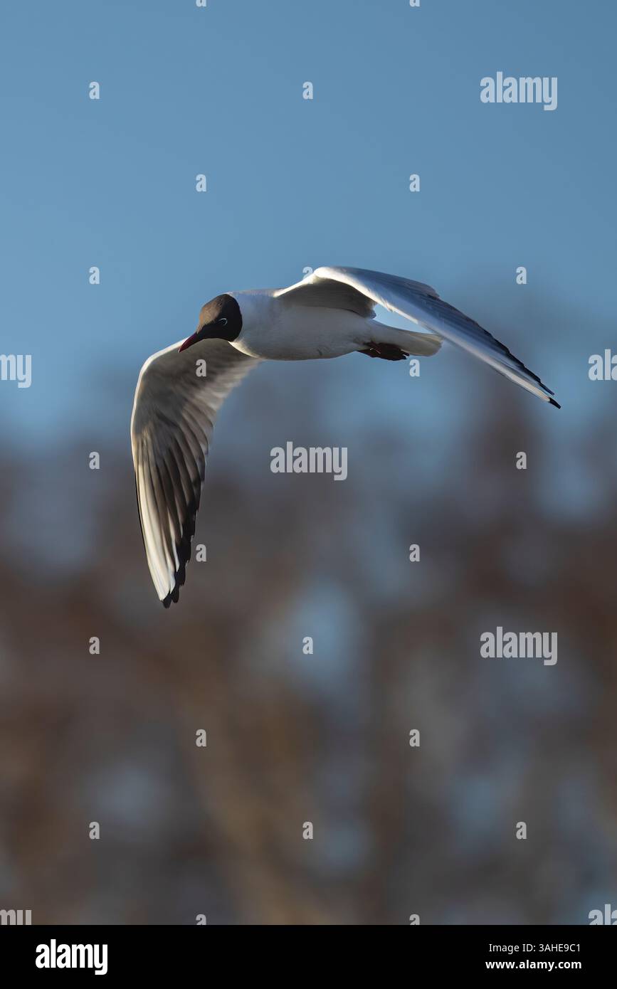 Black-headed gull Stock Photo
