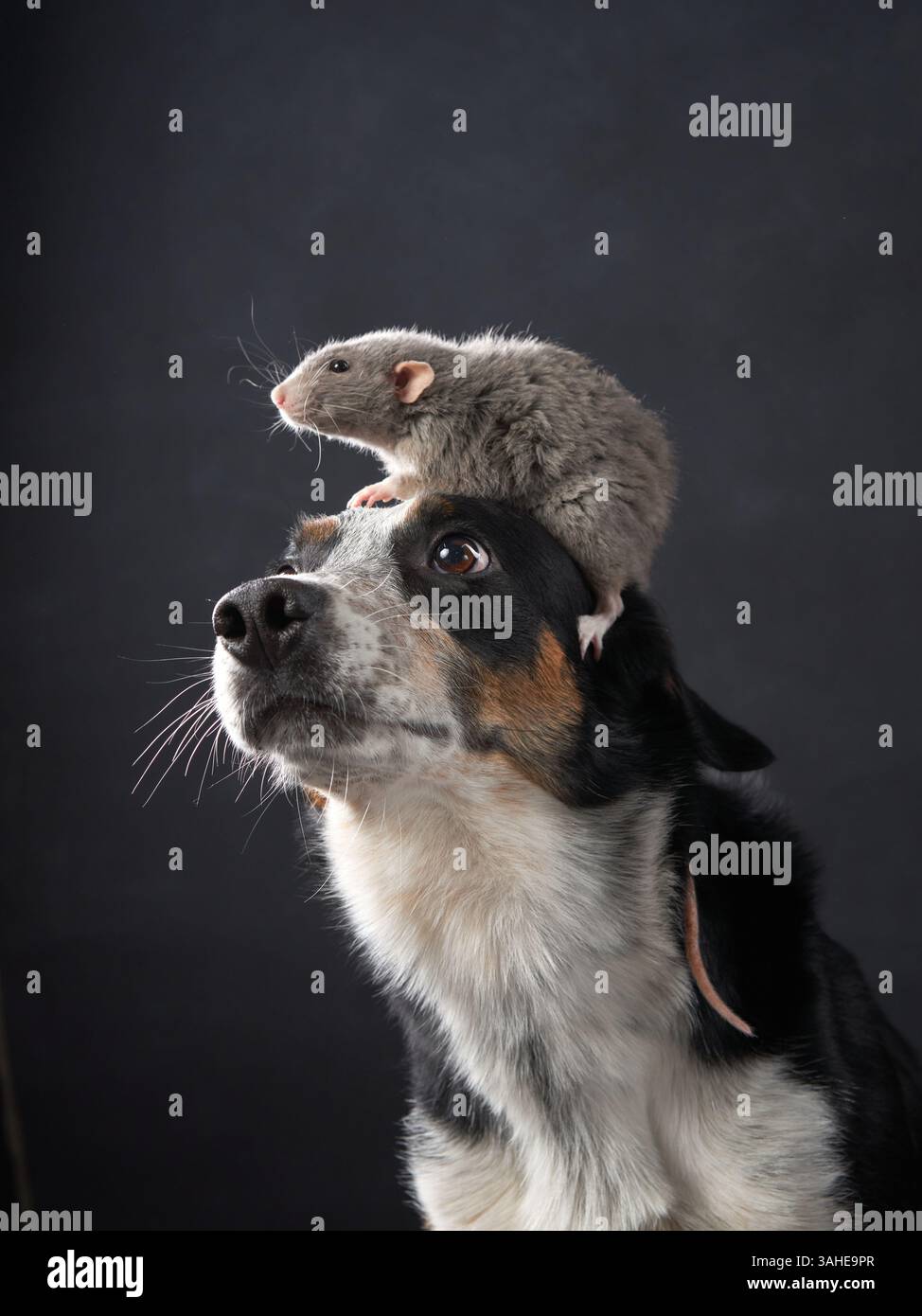 A border collie wears a fur hat and looks up curiously against a dark background. Stock Photo