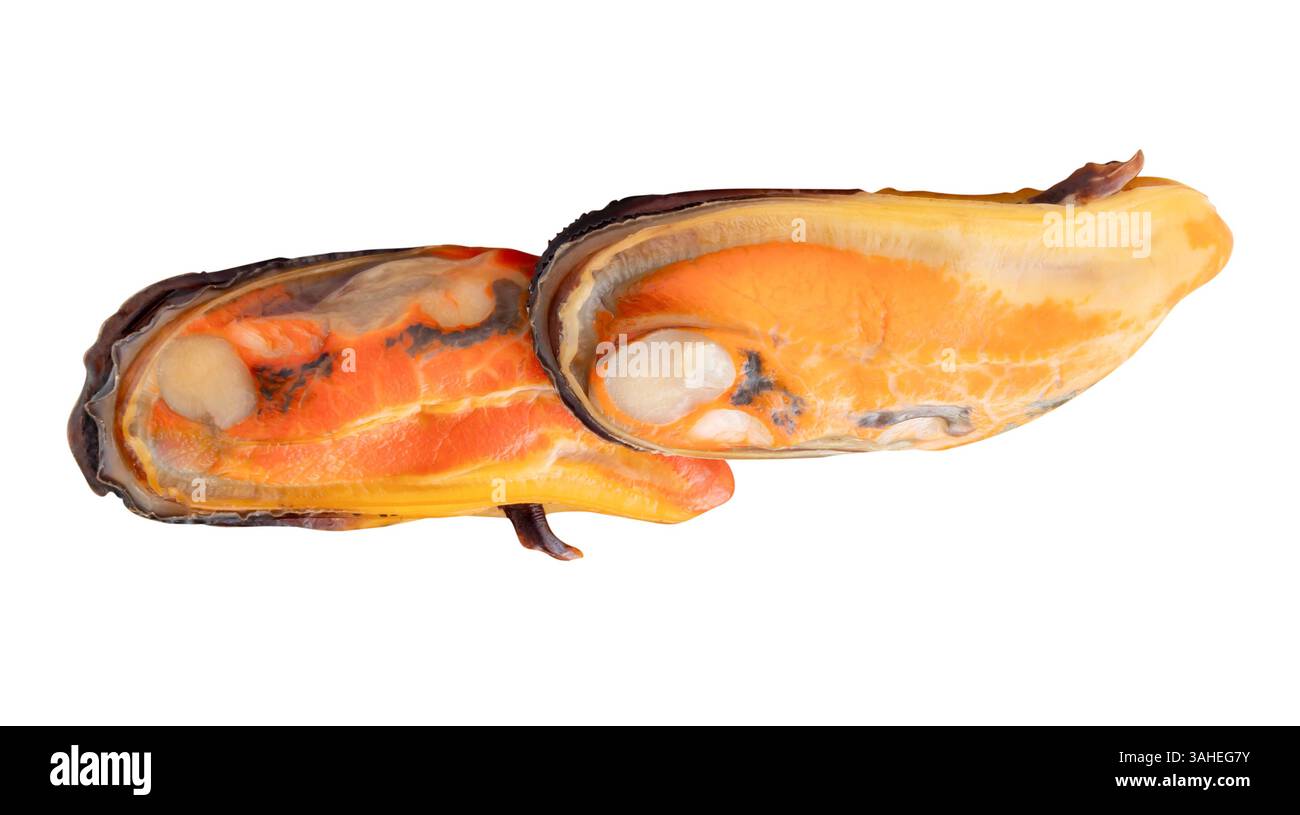 Side view of two cooked green mussels in meat in pile is isolated on ...