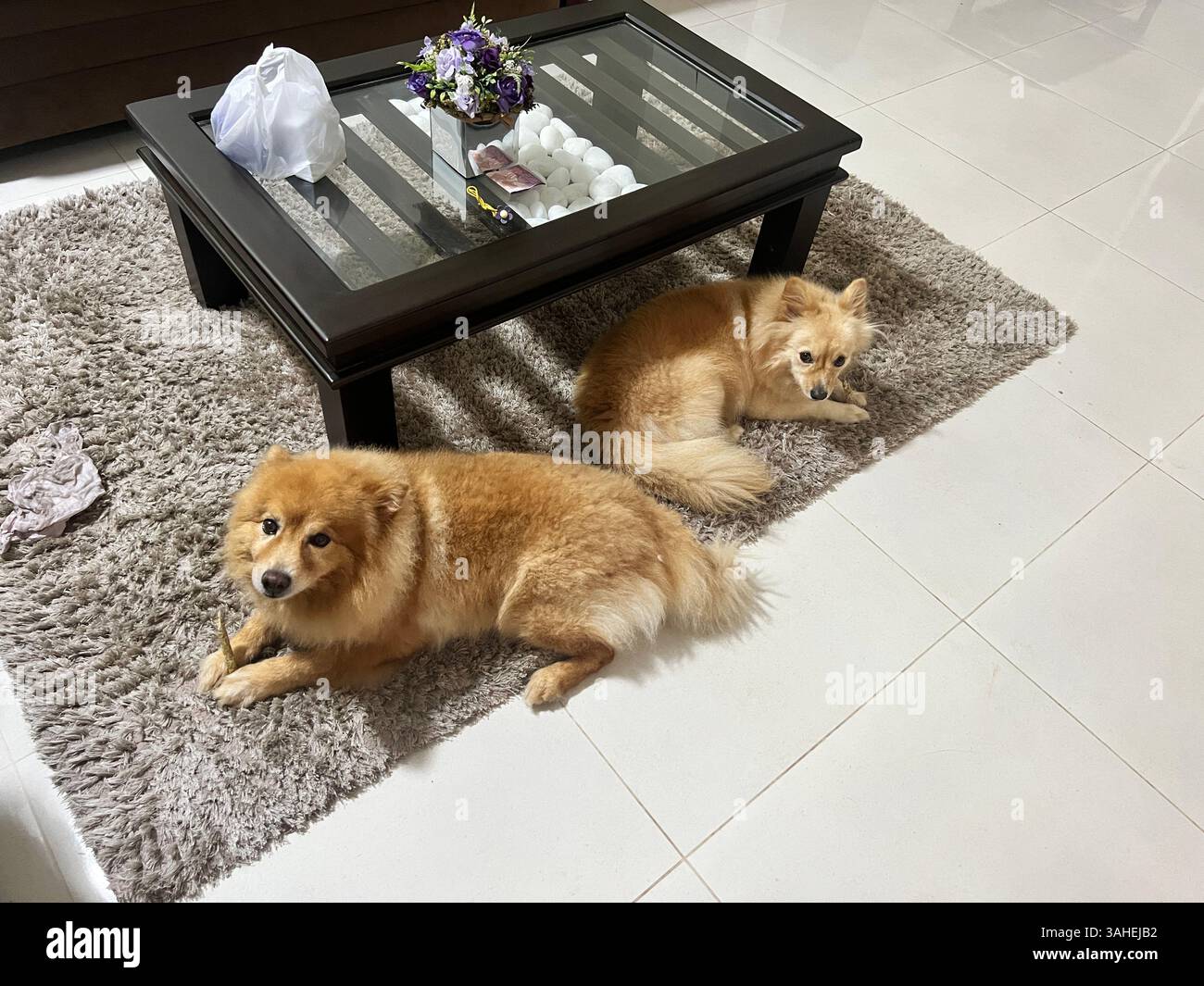 Meet my little bundle of joy ? - Smartphone Captured Stock Image