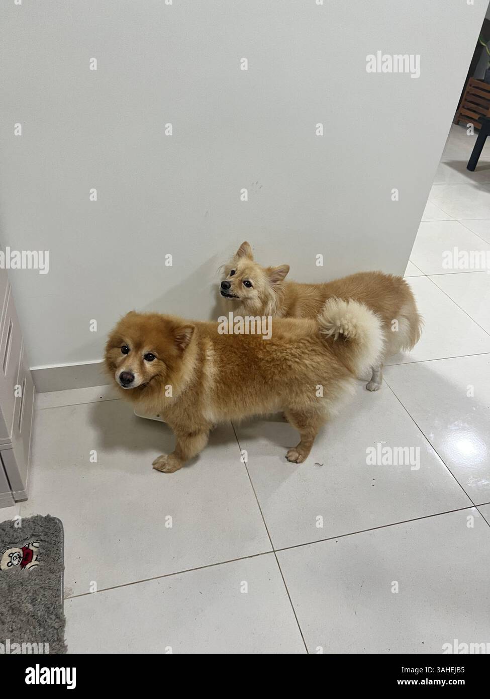 Meet my little bundle of joy ? - Smartphone Captured Stock Image