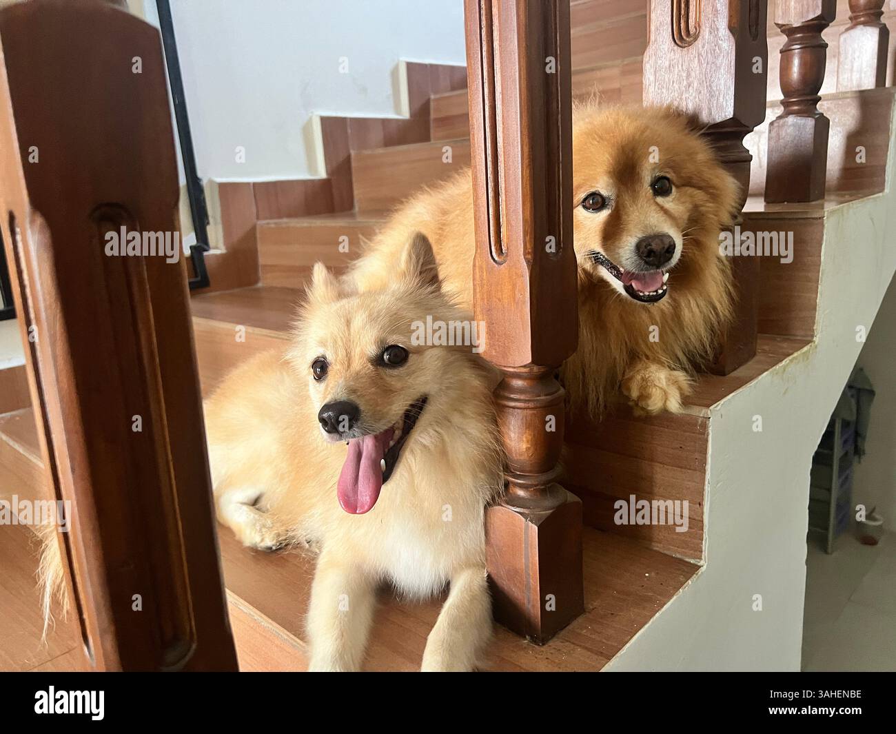 Meet my little bundle of joy ? - Smartphone Captured Stock Image