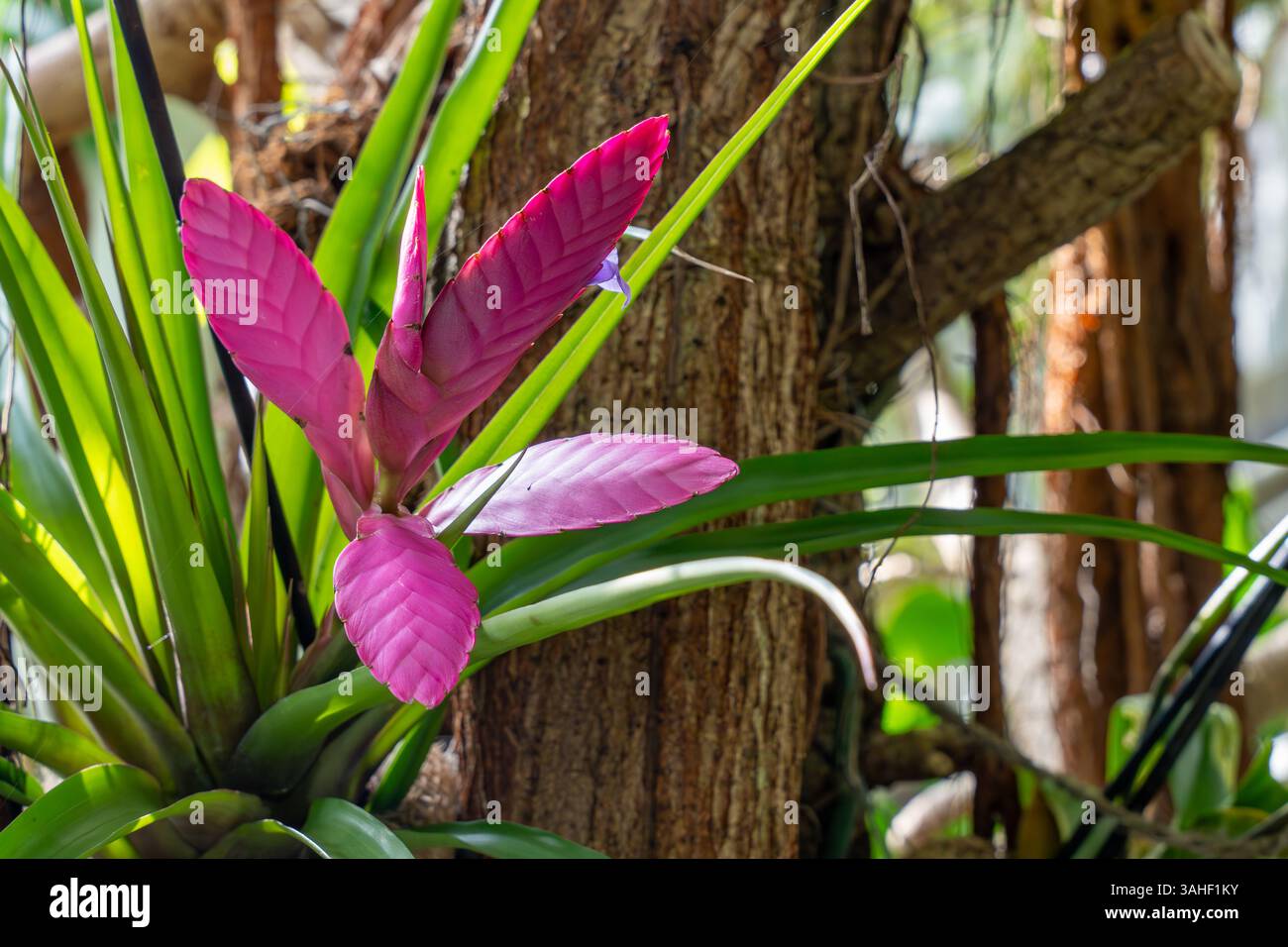Tillandsia guatemalensis hi-res stock photography and images - Alamy