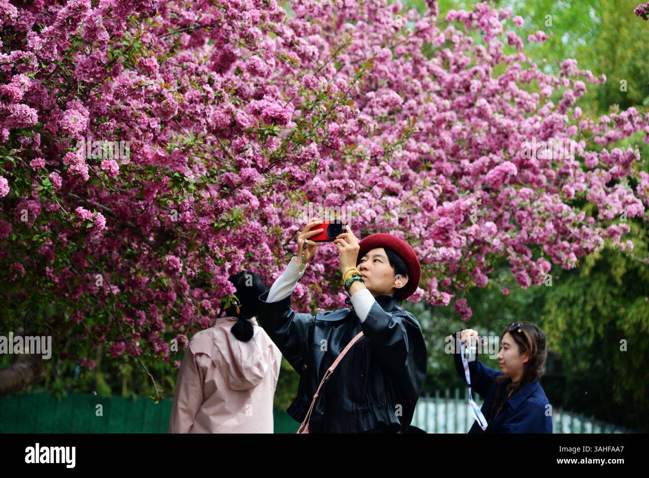 Spring flowers are in full bloom at Beijing Zoo, Beijing, China, 7 ...