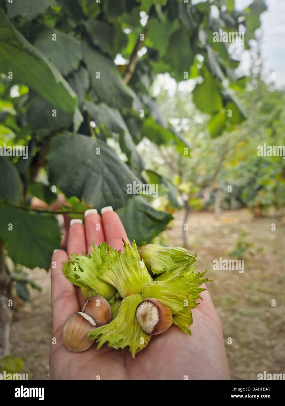 Female hand holding hazelnuts with green husks against a blurred orchard background with green trees. Picking harvest of fresh seasonal nuts - Smartphone Captured Stock Image