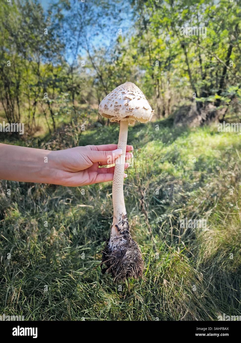 Person hand holding a large parasol mushroom ripped off the ground with visible roots, long stem and spotted cap, against a forest background. Macrole - Smartphone Captured Stock Image
