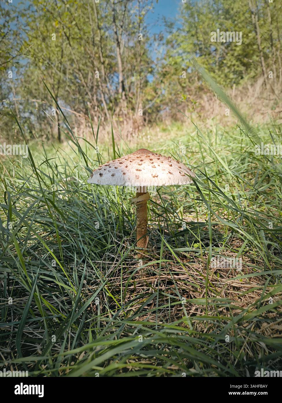 Parasol mushroom growing among green grass in the forest. Macrolepiota procera fungi - Smartphone Captured Stock Image