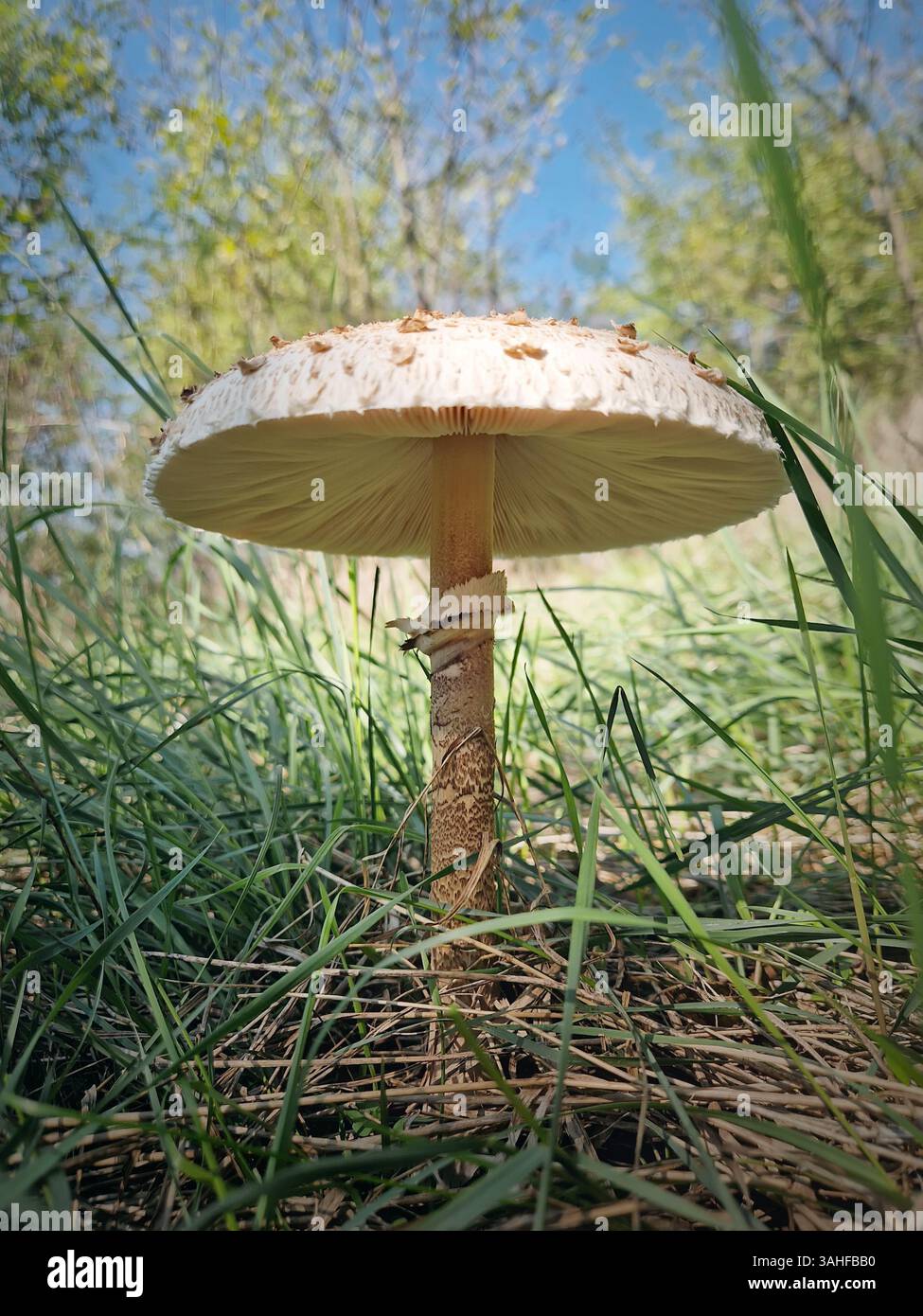 Parasol mushroom growing among green grass in the forest. Macrolepiota procera fungi - Smartphone Captured Stock Image