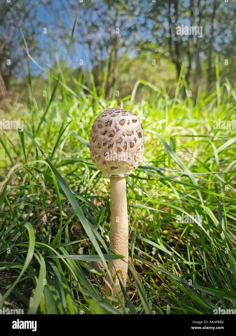 Parasol mushroom growing among green grass in the forest. Macrolepiota procera fungi - Smartphone Captured Stock Image