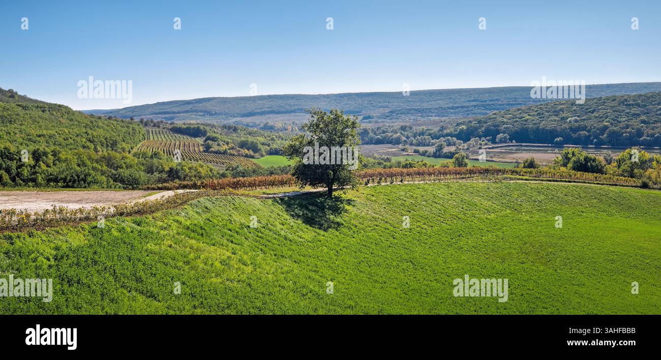Rural panoramic view of a lush, green landscape with rolling hills and a single tree in the foreground. Rows of vineyards and dense forest in the back - Smartphone Captured Stock Image