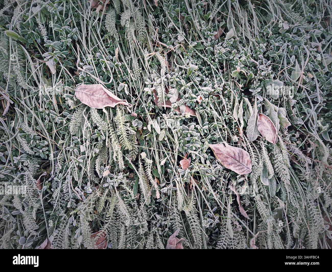 Frost covered grass texture with plants and fallen leaves on the ground. Hoar gives vegetation a white and icy appearance during cold weather. Late au - Smartphone Captured Stock Image