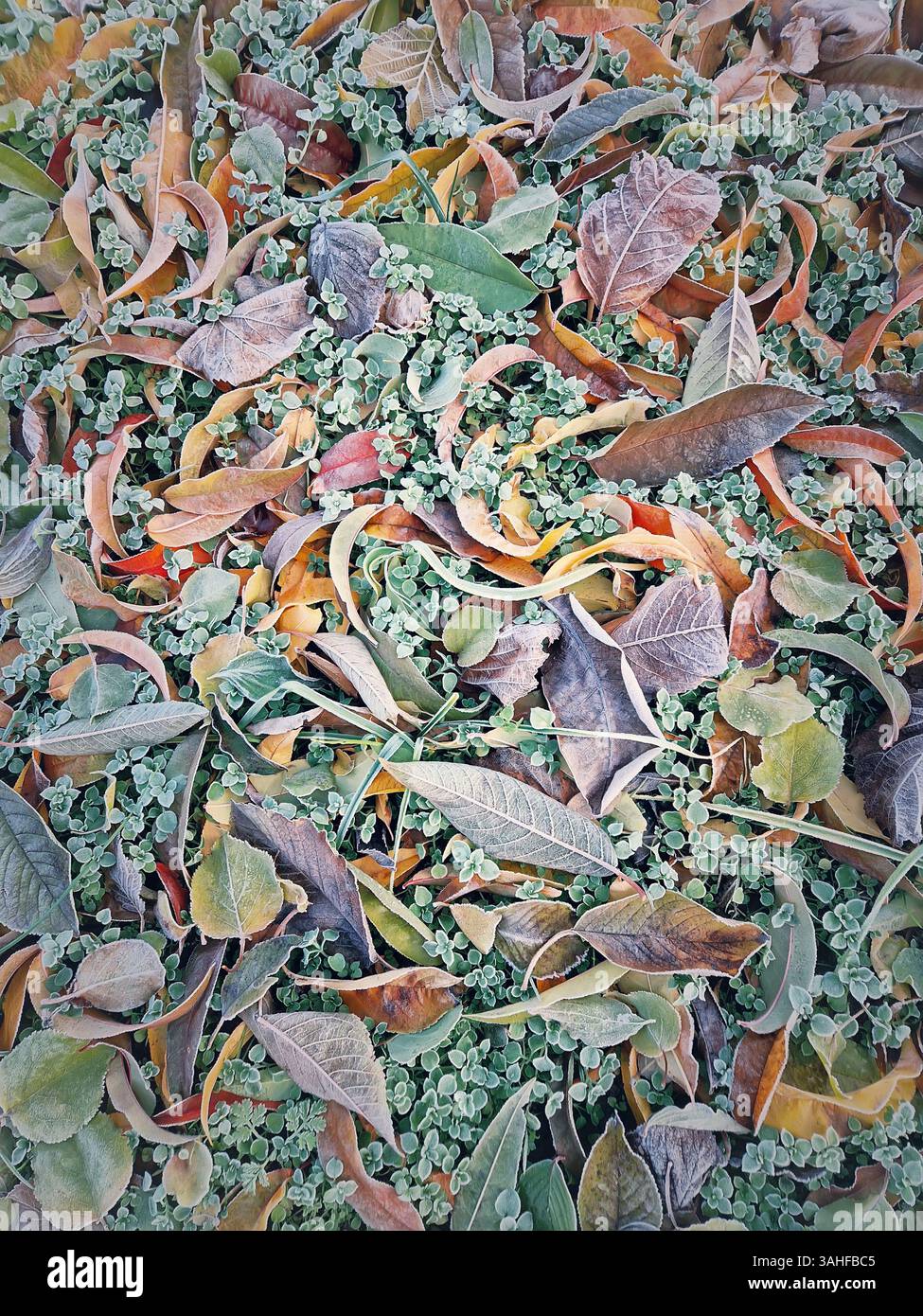 Frosted ground covered with a mix of fallen leaves and green plants. Range of late autumn colors from green to brown. The scene suggests transition fr - Smartphone Captured Stock Image