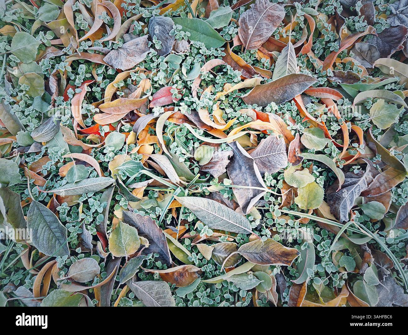 Frosted ground covered with a mix of fallen leaves and green plants. Range of late autumn colors from green to brown. The scene suggests transition fr - Smartphone Captured Stock Image