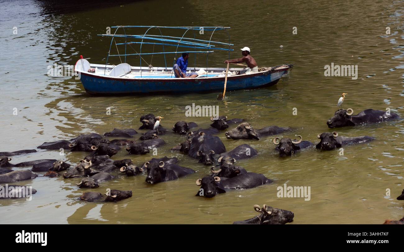June 2, 2015 - Allahabad, Uttar Prades, India - INDIA, Allahabad: Indian fisherman cathches fishes near bufullo cool down in water of River Ganga during a hot day in Allahabad on 06-02-2015. The heat wave gripping India has killed 2,330 people, officials announced on Tuesday, as meteorologists warned that monsoon rains could still be days away. The worst-hit state was Andhra Pradesh on the country's southeast coast, where 42 people have died in the past 24 hours. photo by prabhat kumar verma (Credit Image: © Prabhat Kumar Verma/ZUMA Wire/ZUMAPRESS.com) Stock Photo