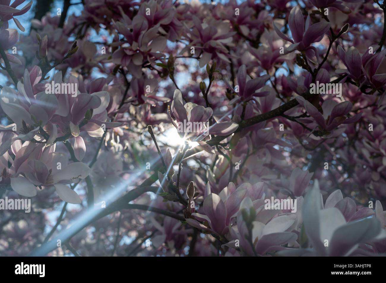 Many pink magnolia blossoms on the branches of a tree, with sunrays ...